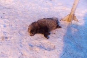Скажений єнот паралізував роботу прикордонного пункту пропуску на Чернігівщині