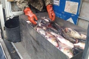 Як підприємці, які розводять рибу на Волині, включилися у боротьбу з російським агресором