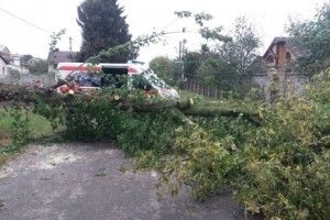 Вітер продовжує валити дерева на Рівненщині (фото)