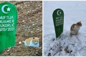 Кото-Хатіко вже кілька місяців не покидає могилу господаря
