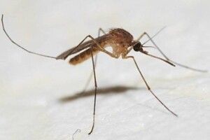 Вчені з'ясували, яка музика відлякує комарів (Аудіо)