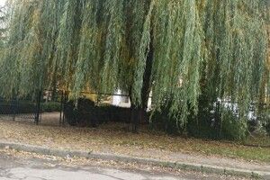 Лучани поскаржились муніципалам, що їм заважає верба (Фото)
