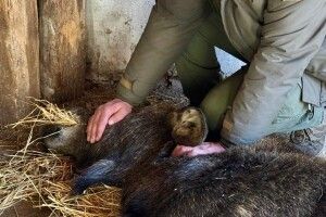 На Волині водій авто збив лосицю: тварині ампутували кінцівки