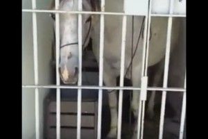 В Бразилії не лише заарештували коня, а й посадили його до в'язниці
