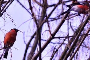 У Цуманській пущі «засікли» чотирьох снігурів