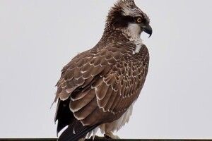 Червонокнижна скопа жирує на чорнобильських карасях