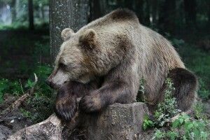 Відкрили ведмежий притулок «Домажир» 