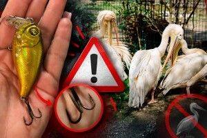 Блешня для пелікана та вейпи для мавп: Луцький зоопарк заявив про небезпечні дії гостей