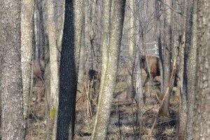 На Волині є 19 зубрів