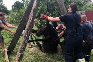 На батьківщині Зеленського витягали з колодязя жеребну кобилицю (Фото)