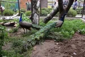 Луцькі павичі переїхали у нові апартаменти із власним басейном (Фото)