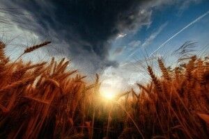 Знищені поля в Україні – гірше, аніж ріст цін на пальне, – американський бізнесмен