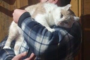 Новорічне щастя вхопило за хвіст луцького кота Персика (Фото)