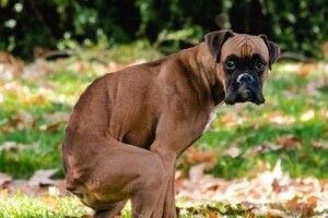 Повідок та прибирання: лучанам нагадали правила вигулу домашніх улюбленців