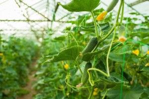 Україна ризикує повністю втратити тепличну галузь