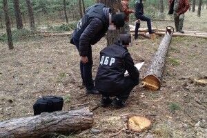 Поліцейських судитимуть за фабрикацію справи про незаконну вирубку лісу