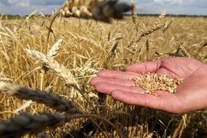 Що там із зерном?