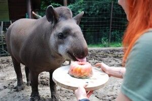 Купали, чухали, годували морозивом: у Рівному гучно відзначили День народження тамтешньої тапірки (Фото)