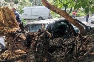 У Луцьку під час негоди на машину впало дерево: хто відповість