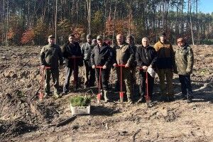 У волинських лісах побільшало дерев