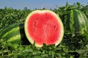 У нас вирощують органічні кавуни за допомогою риби