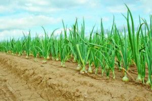 Пішов із життя? Зроби добру справу для рослин