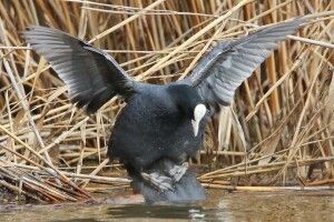 Камасутра відпочиває: фотомисливець зазнімкував карколомний секс водоплавних птахів