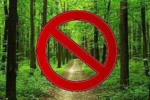 У лісі на Волині знайшли тіло жінки