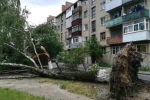 Вирвані стихією дерева вже добу лежать у центрі Луцька корінням догори (Фотозвіт)