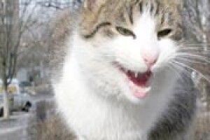 ФОТОЖАРТ: – «Кицюню,  березень настав!»