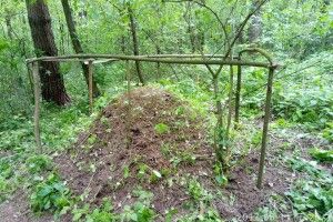 Волинські природолюби взяли під свою охорону сім мурашників (фото)