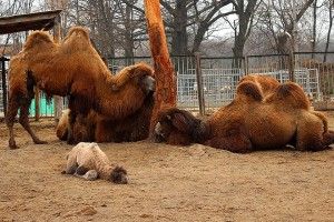 У Харківському зоопарку шукають ім’я для дитятка-верблюденятка (фото)