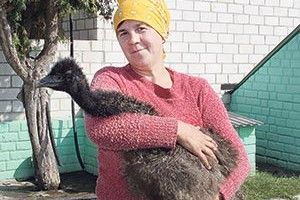 БАБУСЮ, А ДЕ ТВОЯ ВЕЛИКА КУРКА?