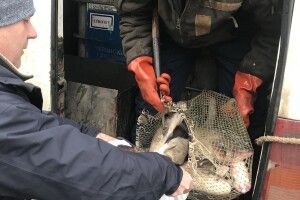 Виробники риби з Горохівщини передали 150 кг товстолоба на благодійність