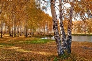 ВІКНО РУБРИКИ: і синій птах у золоті беріз