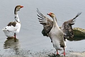 ФОТО НА КОНКУРС: гусяче залицяння