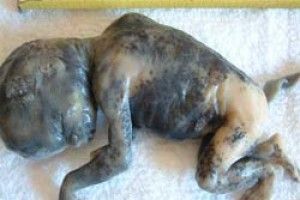 ЧОМУ ТАК РІДКО ПРИЛІТАЮТЬ ЛЕЛЕКИ?