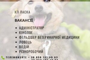 У Луцьку терміново шукають кінологів, ветеринарів та ловців собак
