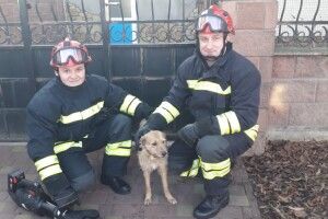 У Рівному рятували рудого пса, який застряг у металевій огорожі (фото)