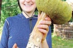 ДАРИ ЛІСІВ: обрахунок білих грибів —  на тонни