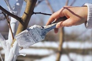 Попіл: і добриво, і засіб проти шкідників