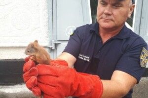 Врятоване бійцями ДСНС білченя житиме в пожежній частині (Фото)
