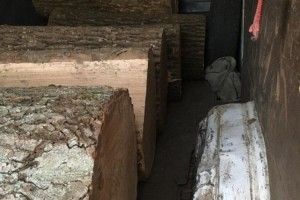 Волинські лісівники затримали лісових злодіїв