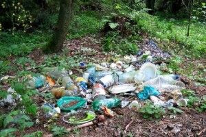 Лісівники Волині мало не плачуть: навіщо природі те, що не потрібно людям у господарстві