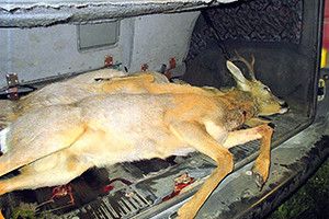 УБИЛИ 4-х КОСУЛЬ,  АЛЕ НІХТО НЕ ПОКАРАНИЙ