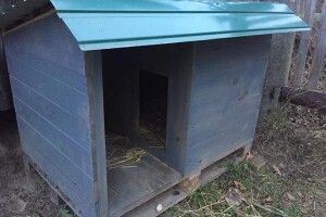 На Волині шукають людину, яка привезе з Ківерців до Луцька будку для двох маленьких хвостатих безхатченків (Фото) 