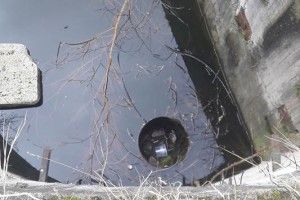 На Волині рятують тхора, який впав у глибочезний колодязь