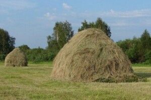 На Рівненщині важко травмувався чоловік, який утрамбовував сіно (Фото 18+)