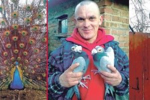 «Соняшникове насіння для павича — наче наркотик»