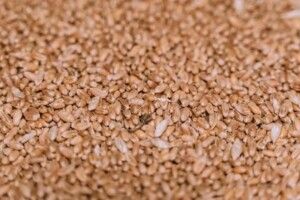 Україна вже експортувала понад 29 мільйонів тонн зернових